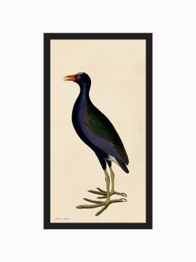 Rudbeck CFA_BF 45 Purple Gallinule