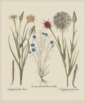 Besler 162 Colored B2