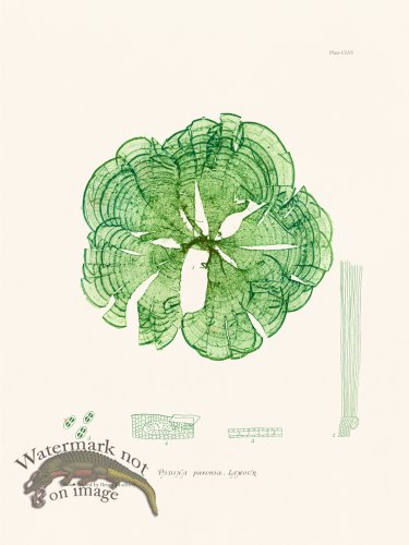 (image for) Bradbury Seaweed 156