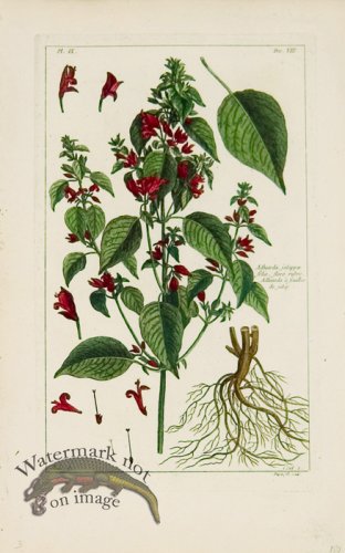 (image for) Buchoz Bot 09