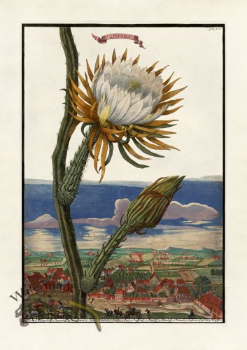 (image for) Volckamer 076