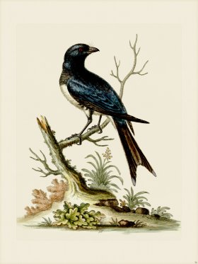 (image for) Edwards 056 Indian Butcher-bird