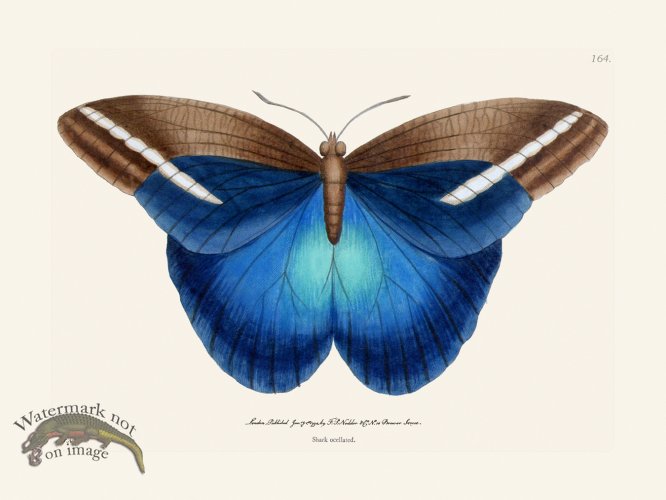 (image for) 164 Great Occidental