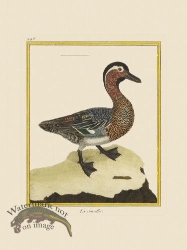 (image for) Martinet Bird 946