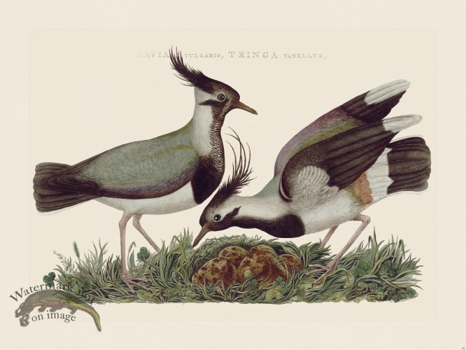 (image for) Nozeman Bird 062