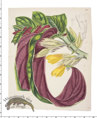 (image for) Curtis Botanical 010