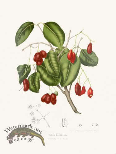 (image for) Horticulture of Java 31