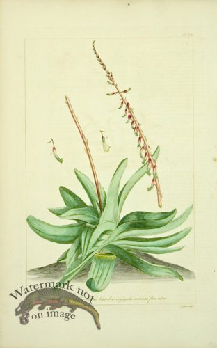 (image for) Philip Miller 030