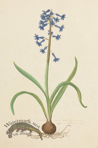 (image for) Blomboken 015