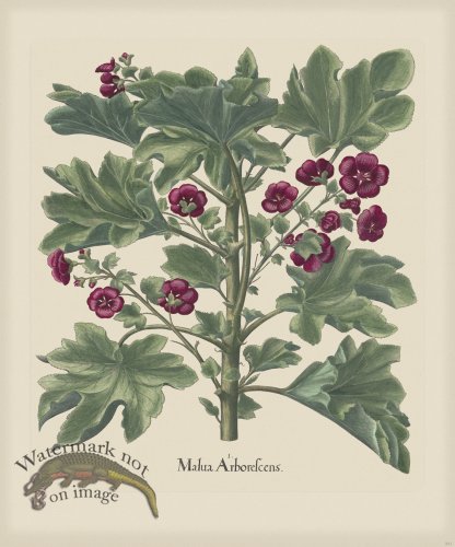 (image for) Besler 221 Colored B2