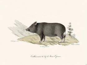 Cuvier 246 Pig Of Good Hope