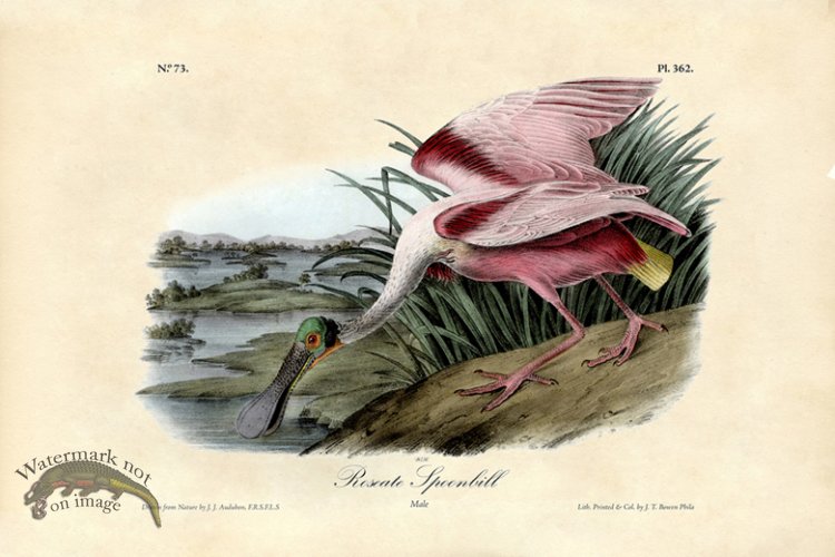 (image for) Rosette Spoonbill