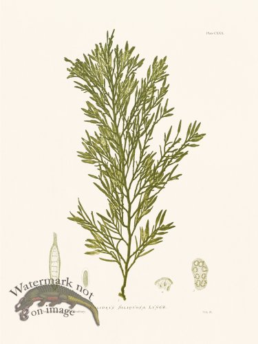 (image for) Bradbury Seaweed 130