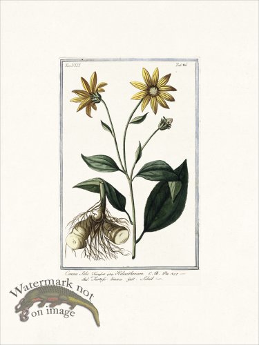 (image for) Bonelli V8 026