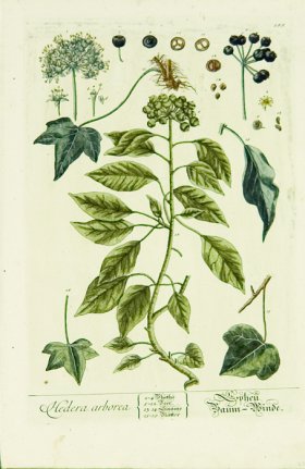 Blackwell German 214