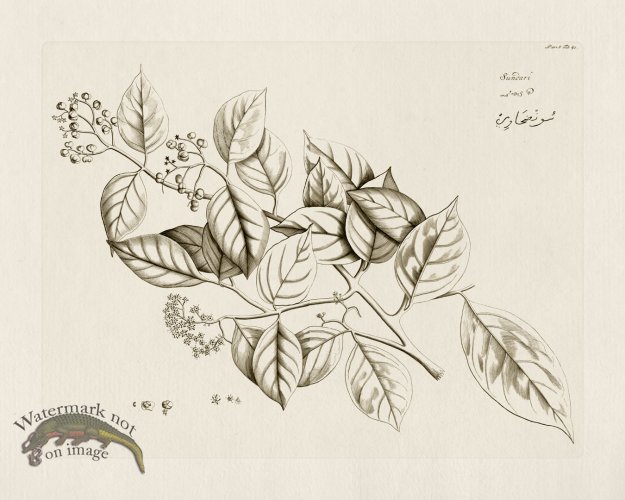 (image for) HORTUS VOl 05 40