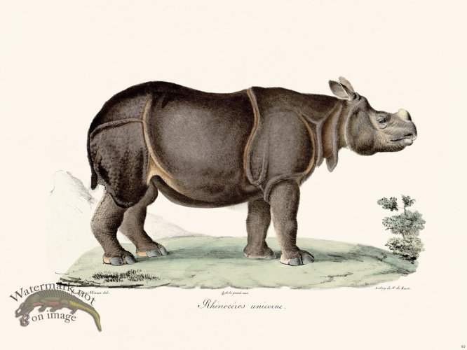 (image for) Cuvier 083 Unicorn Rhino