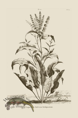 (image for) Abraham Munting 199