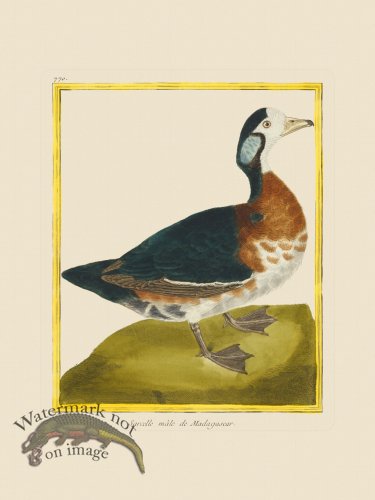 (image for) Martinet Bird 770