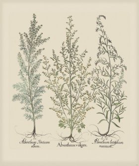 Besler 287 Colored B2