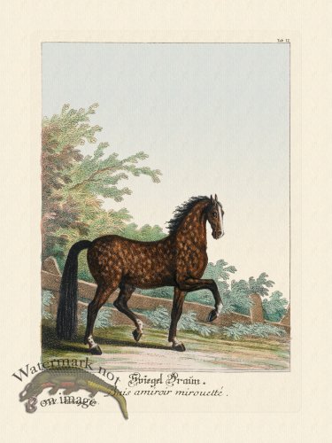 (image for) Ridingers Horses 12