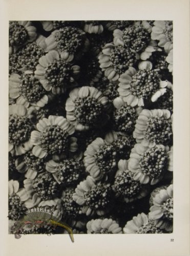 (image for) Blossfeldt T 032