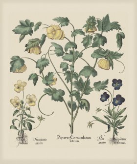 Besler 289 Colored B2