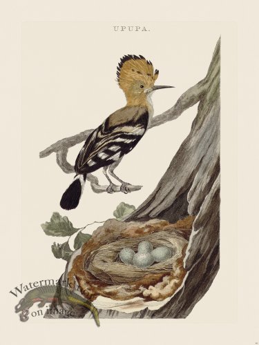 (image for) Nozeman Bird 181