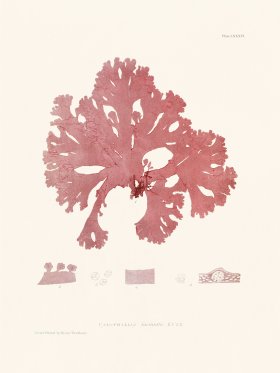 Bradbury Seaweed 086