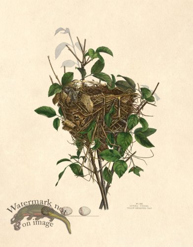 (image for) Eggs of Ohio 020