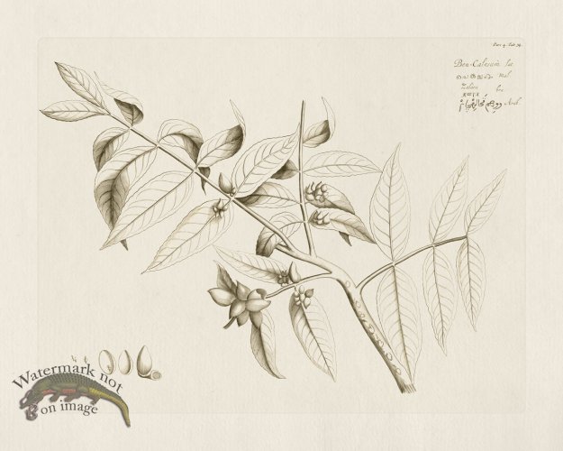 (image for) HORTUS VOL 04 34