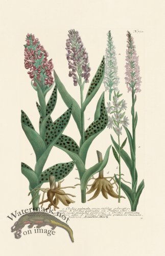 (image for) Weinmann PL 770