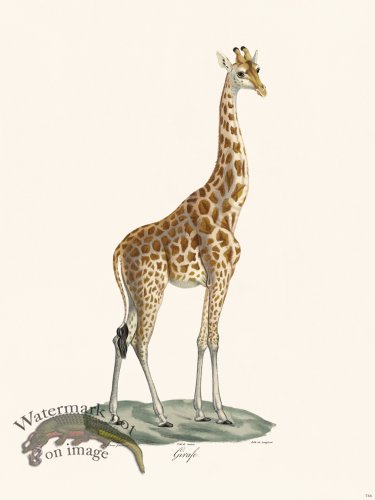 (image for) Cuvier 074b Male Giraffe bc