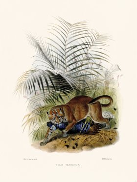 Elliot Cat 16 Cat Temminckii