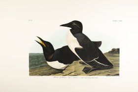 Foolish Guillemot