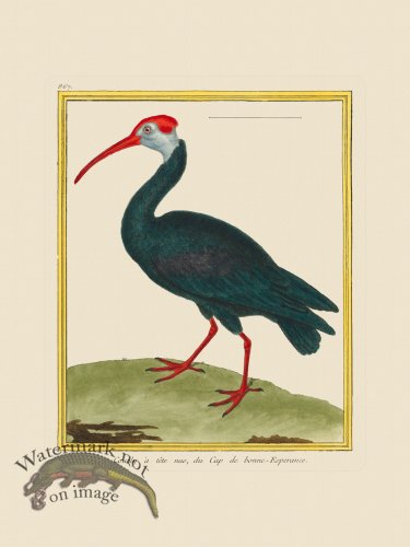 (image for) Martinet Bird 867