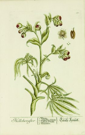 Blackwell German 073