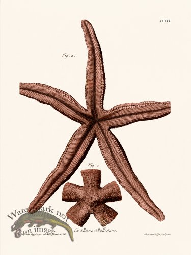 (image for) Knorr Sealife 32