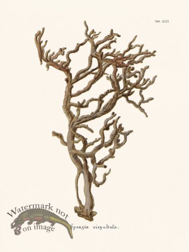 (image for) Esper Coral 013