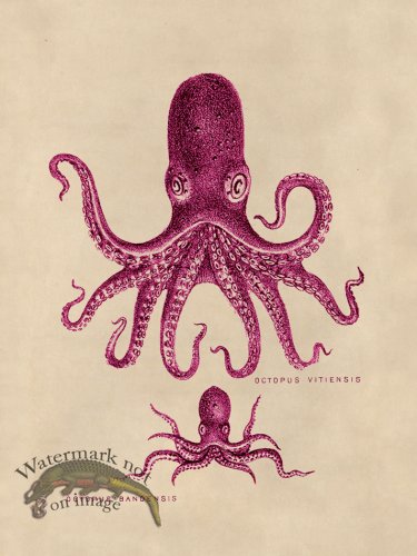 (image for) Octopus Pink 13