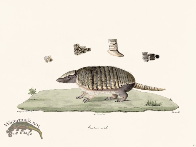 (image for) Cuvier 212 Armadillo Male
