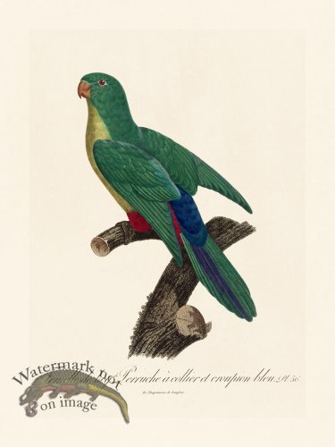 (image for) Barraband Parrot 056