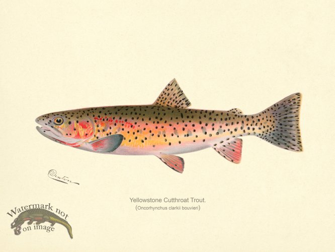 (image for) Trout- Yellowstone Cutthroat