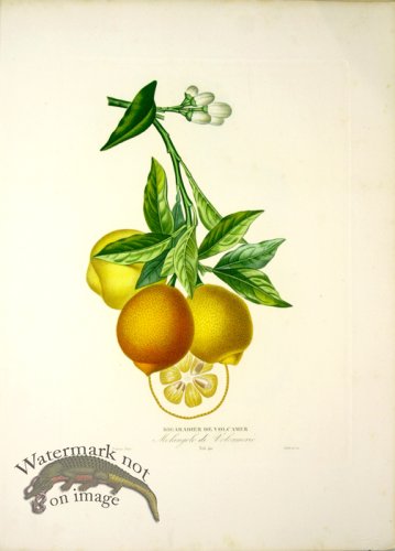 (image for) Des Orangers 07