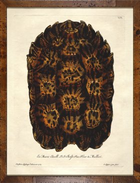 Turtle Shell Burl 01