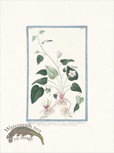 (image for) Bonelli 377 grass of Parnassus