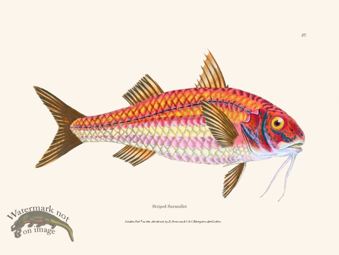 (image for) 027 Striped Surmullet