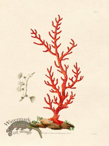 (image for) Shaw Nodder SL 35