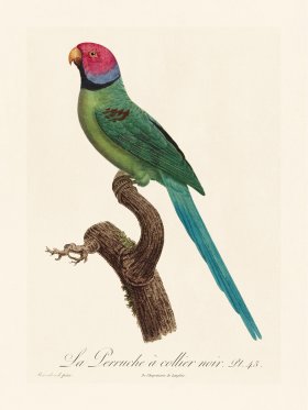 Barraband Parrot 045