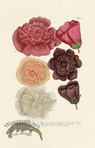 (image for) Weinmann PL 695